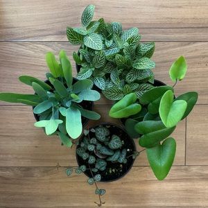 Meet your Posher, Courtney